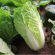 贵州农家自种原生态新鲜白菜天然绿色健康有机蔬菜口感好价格实惠