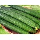 绿色健康蔬菜  黄瓜