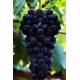 夏黑葡萄厂家专供  葡萄色泽黑如珍珠 甜蜜浓郁汁多