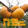 广安柿子苗培育，广安柿子苗哪个品种最好，广安柿子苗基地