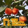 巴中柿子苗产量，巴中日本甜柿苗亩产量是多少