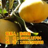 阿坝柿子苗供应，阿坝日本甜柿苗怎么培育，阿坝柿子苗价格