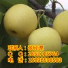 广安梨子苗产量，广安黄金梨子苗，广安梨子苗挂果
