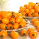 新鲜圣女果 金黄色 优质蔬果 樱桃番茄 现摘现卖 5斤包邮放心农产