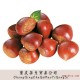 重庆板栗 天然有机绿色食品 批发新鲜板栗 新鲜水果批发