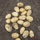 厂家直销 出口加工土豆 无公害马铃薯 新鲜土豆保鲜土豆 现货供应