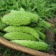农家自种苦瓜 新鲜蔬菜苦瓜当日采摘 自然生长 有机肥绿色有机
