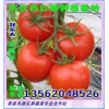 山东莘县大量供应番茄
