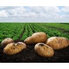 鹏川农场在内蒙地区有专业的土豆种植基地