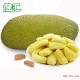 【健汇】海南菠萝蜜新鲜水果三亚特产正宗大树菠萝整个木菠萝20斤