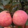 低价批发山东优质条红水晶红富士苹果