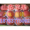 最新山东红富士苹果价格