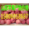 山东红富士苹果产地最新供应价格