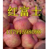 山东苹果批发/山东地面红富士苹果供应价格