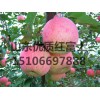 【低价供应红富士苹果】15106697888】