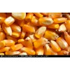 现款求购玉米、高粱、糯米、碎米、大米、小麦、大豆