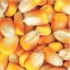 常年现款求购玉米大豆高粱麸皮等饲料原料