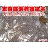 双流县郫县台湾种鳅泥鳅苗,台湾泥鳅苗养殖技术