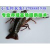 浏阳新邵淡水小龙虾养殖技术,淡水小龙虾养殖基地