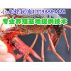 醴陵邵阳淡水小龙虾养殖技术,淡水小龙虾养殖基地