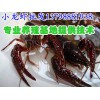 韶山洞口县淡水小龙虾养殖技术,淡水小龙虾养殖基地