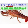 津市华容县淡水小龙虾养殖技术,淡水小龙虾养殖基地