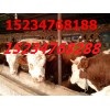 山西养殖专业合作社出售肉牛10