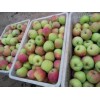 供应山东各种早熟苹果现已大量上市批发