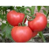 供应山东产地各种西红柿大量上市批发