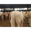 大量出售西门塔尔牛小肉牛犊小犊牛小牛苗小牛崽肉牛价格行情养殖