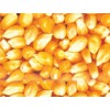 红福星养殖合作社大量收购小麦、玉米