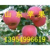 13954996619山东红星苹果将军苹果批发基地