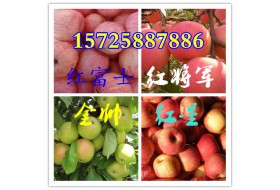 15554941222山东红星苹果批发价格