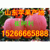 【15266665888】山东红星苹果大量上市