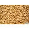 长期求购小麦2000吨