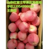 山东临沂红富士苹果大量上市了