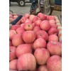 山东红富士苹果主产地最新价格