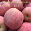 山东红富士苹果大量供应，低价批发