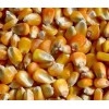 常年收购大量玉米、碎米、大豆、高粱等饲料