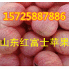 15725887886山东红富士苹果产地批发价格信息