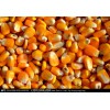 常年大量现金求购玉米高粱大豆碎米豆粕等