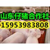 15953983808出售优质三元仔猪小猪苗猪