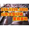 山东仔猪大量供应15953983808