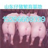 贵州哪里仔猪价格便宜仔猪市场价格