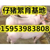 山东三元仔猪价格15953983808山东苗猪产地苗猪市场