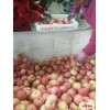 红富士苹果价格|山东红富士批发价格
