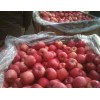 山东红富士苹果批发价格15269991756