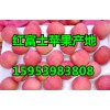 15953983808出售冷库红富士苹果大量低价批发