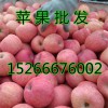 山东今日红富士苹果最新价格行情