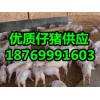 供应仔猪30斤仔猪批发价格18769991603